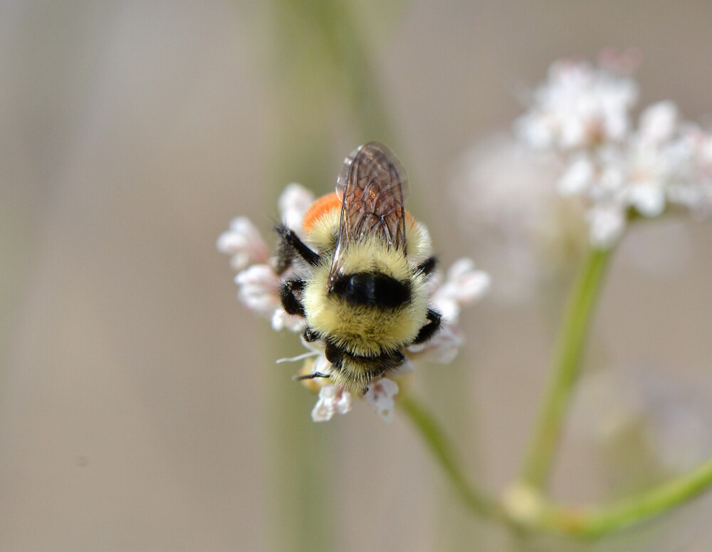 Hunt's-Bumble-Bee-Bombus-huntii-female-4