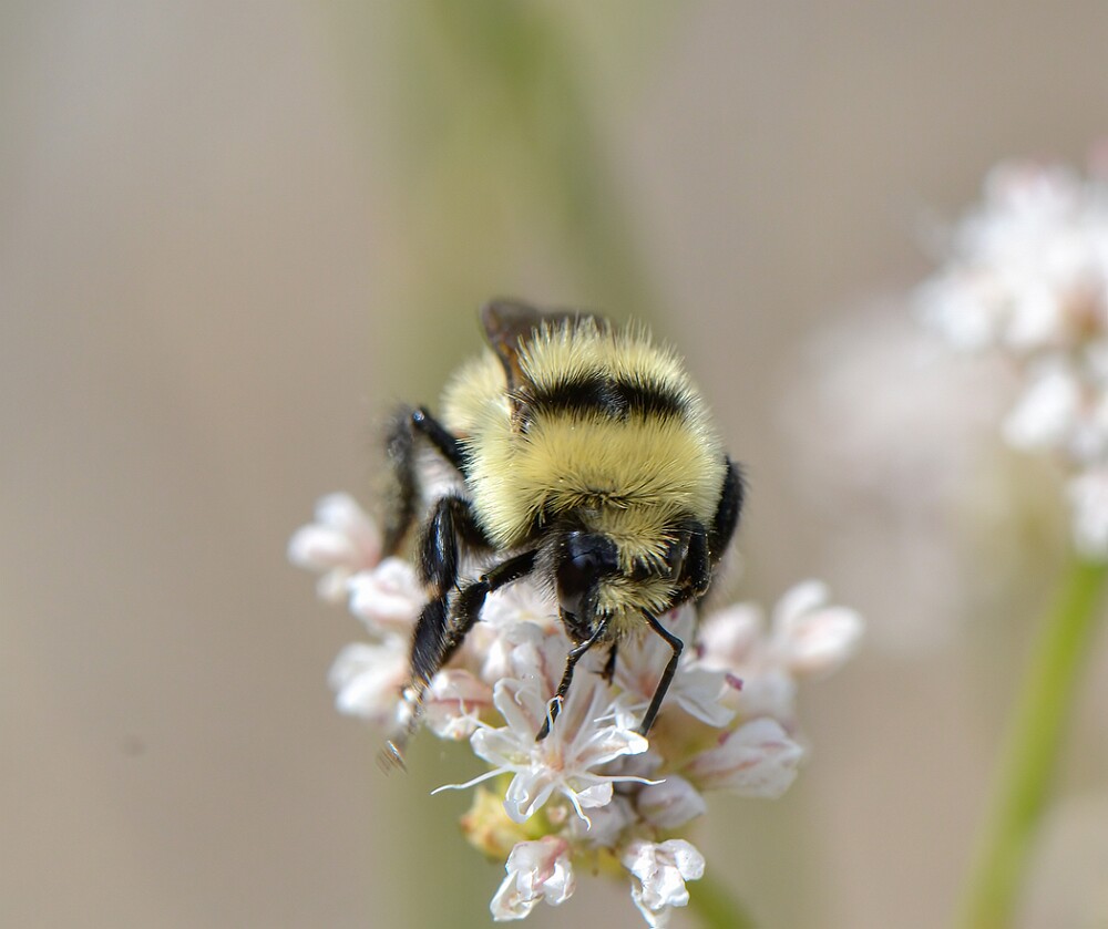 Hunt's-Bumble-Bee-Bombus-huntii-female-5
