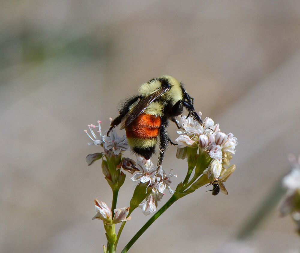 Hunt's-Bumble-Bee-Bombus-huntii-female