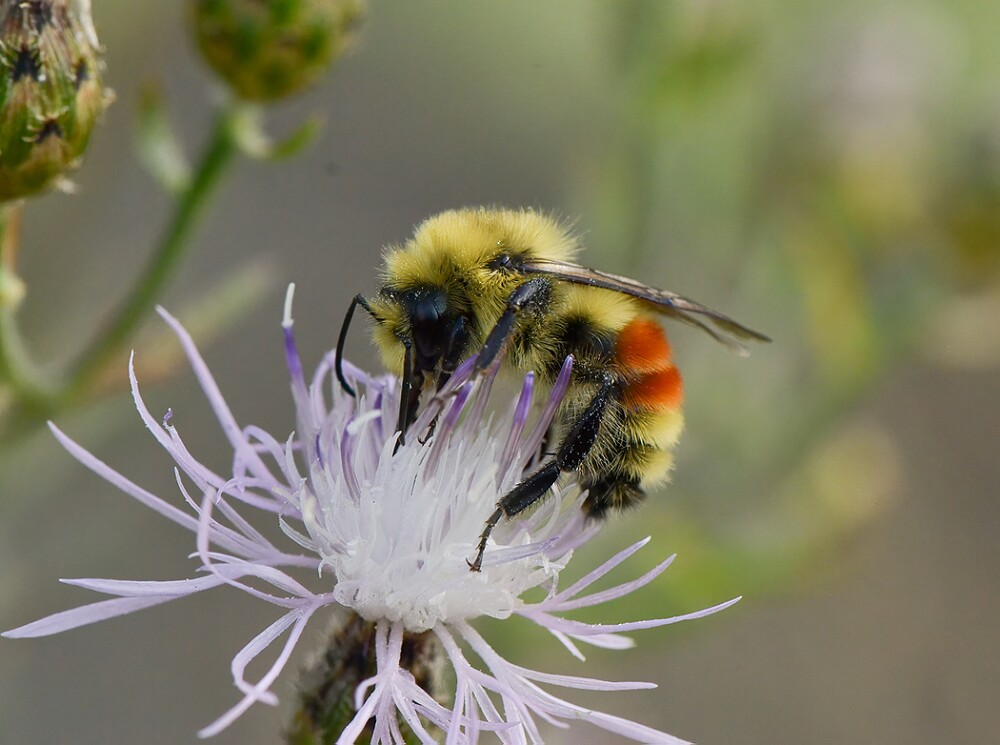 Hunt's-Bumble-Bee-Bombus-huntii-male-1