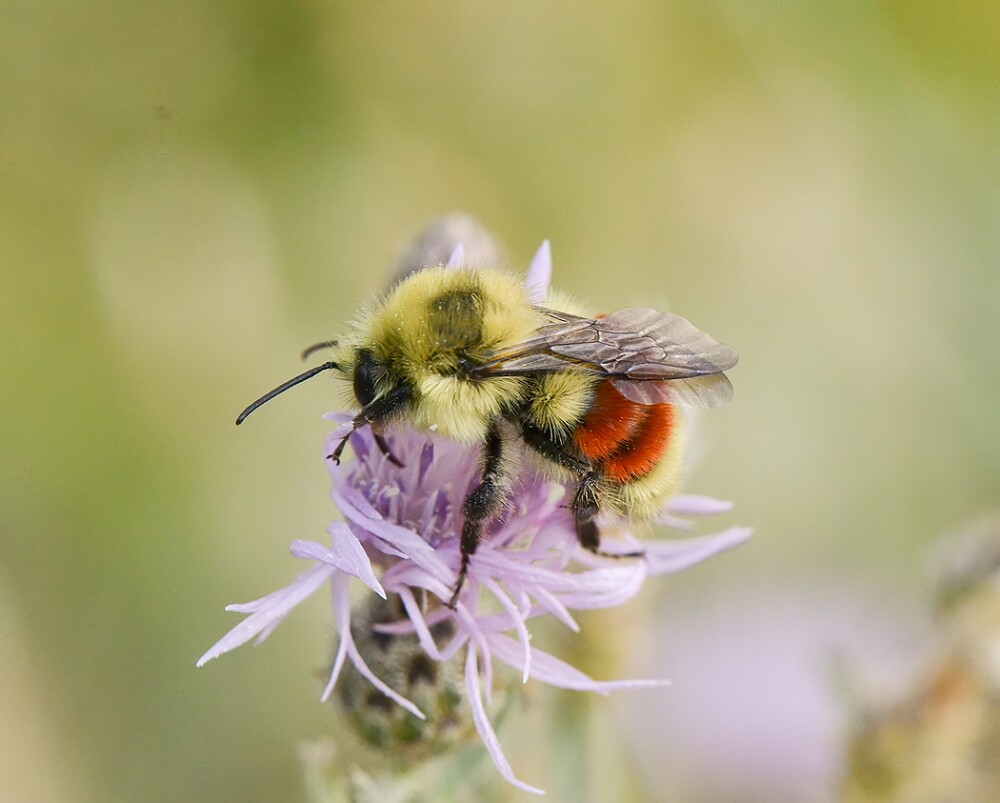 Hunt's-Bumble-Bee-Bombus-huntii-male-2