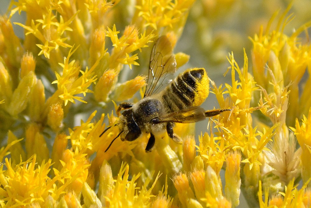 Leaf-cutting-bee