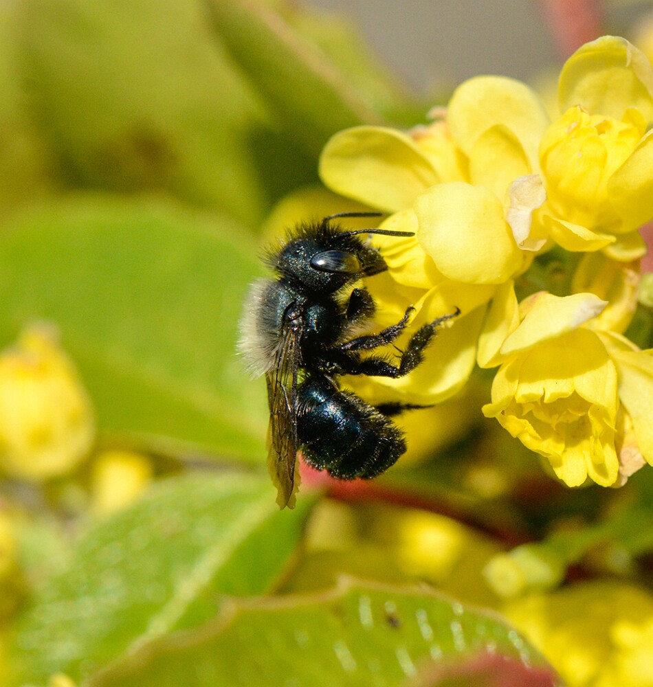 Mason-bee-Megachilidae-(Osmia)-1