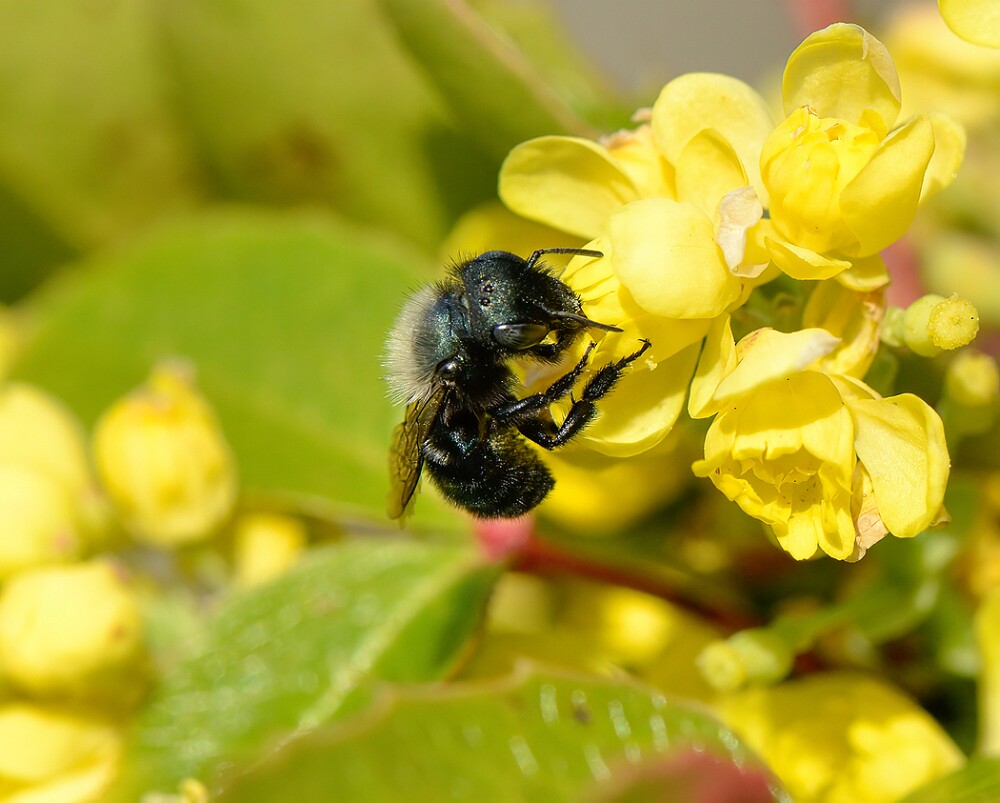 Mason-bee-Megachilidae-(Osmia)-2