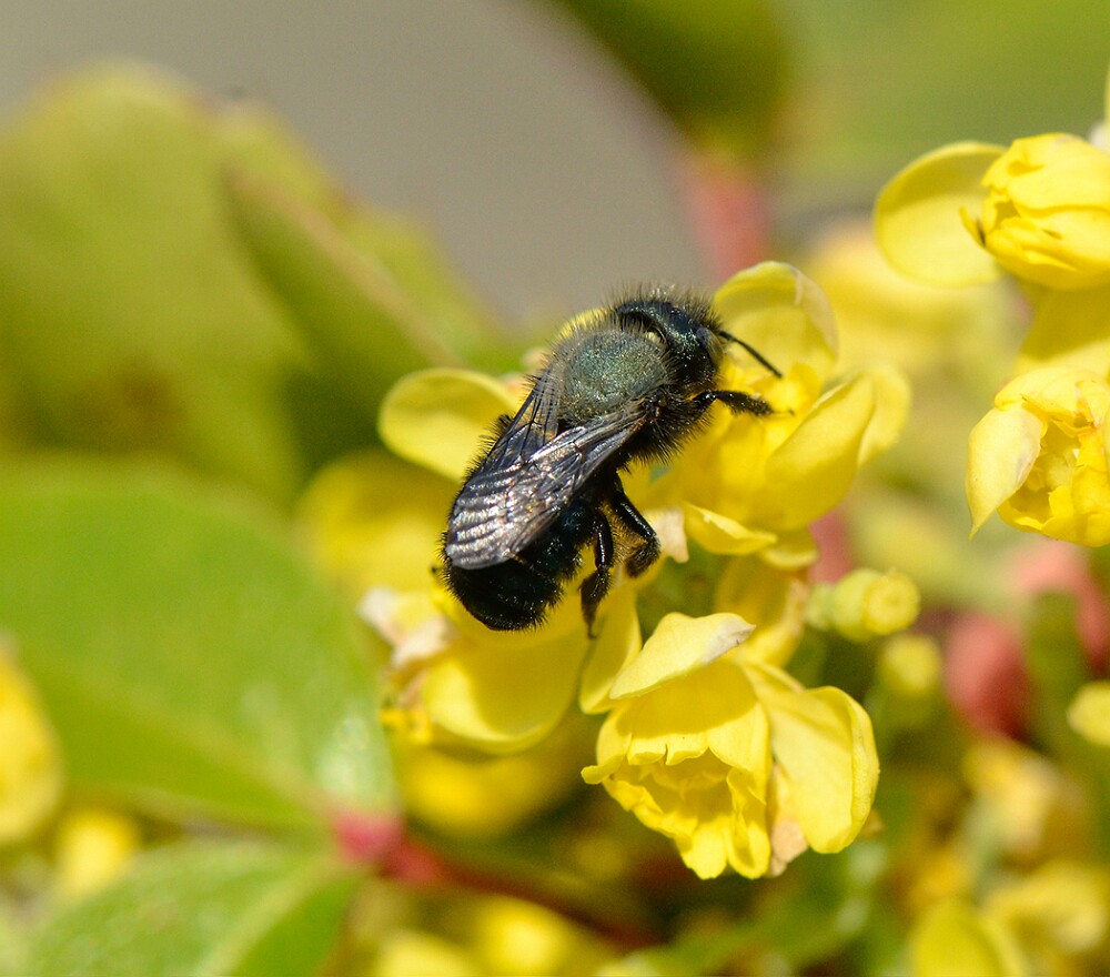 Mason-bee-Megachilidae-(Osmia)
