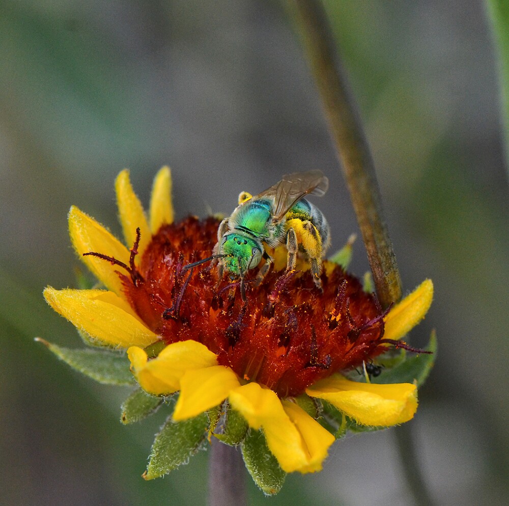 Metallic-green-bee-Halictidae-Agapostemon-1