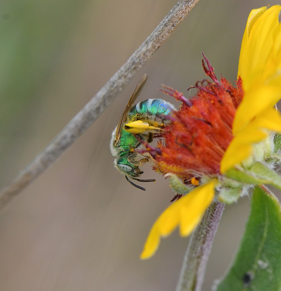 Metallic-green-bee-Halictidae-Agapostemon-2