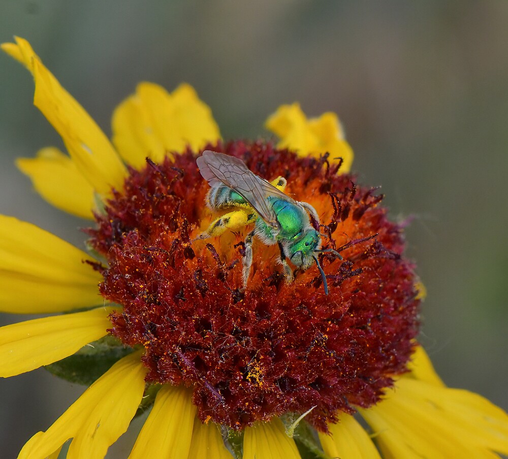 Metallic-green-bee-Halictidae-Agapostemon