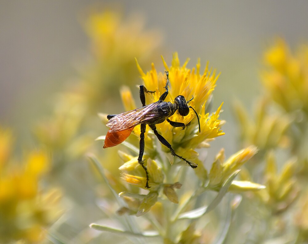 Thread-waisted-wasp-Sphecidae-Prionyx-1