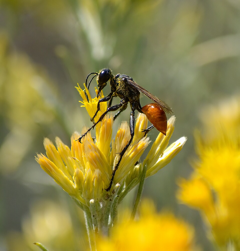 Thread-waisted-wasp-Sphecidae-Prionyx