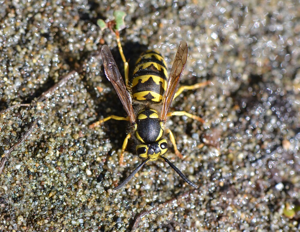 Western-Yellowjacket-Vespula-pensylvanica-worker-female