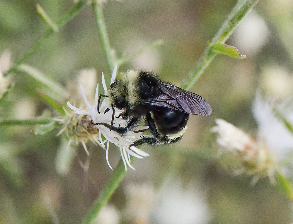 Yellow-faced-bumblebee-Bombus-vosnesenskii-1