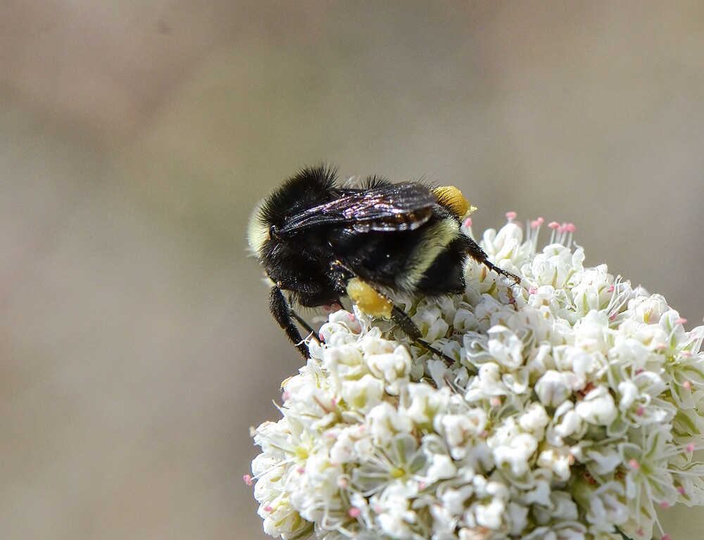Yellow-faced-bumblebee-Bombus-vosnesenskii-2