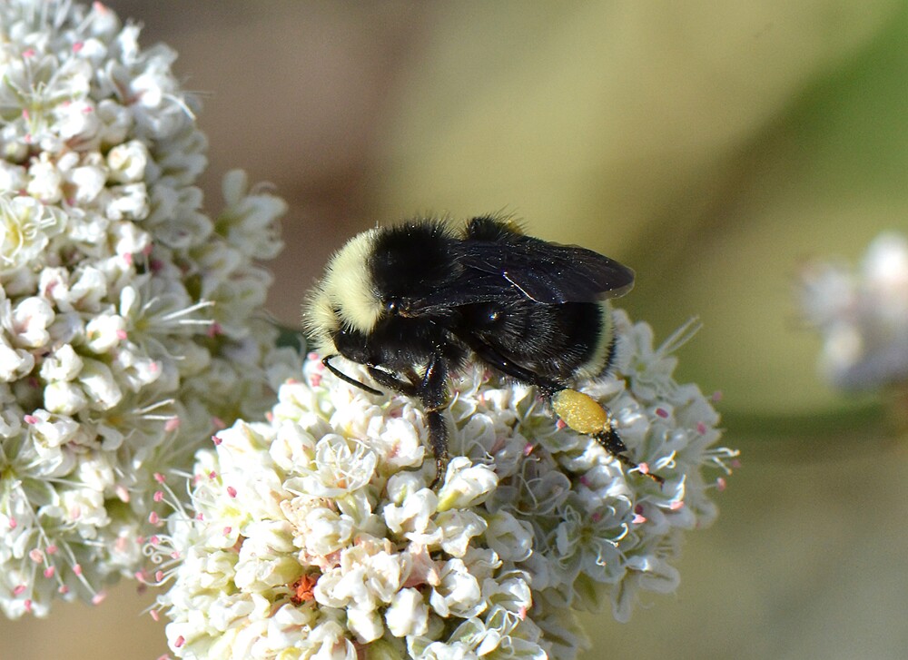 Yellow-faced-bumblebee-Bombus-vosnesenskii-3
