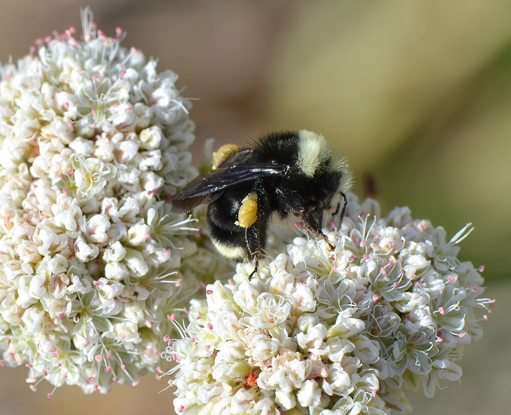 Yellow-faced-bumblebee-Bombus-vosnesenskii