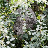 Bald-faced-hornet-Dolichovespula-maculata
