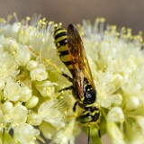 Beewolf-Philanthidae-Philanthus-1