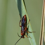 Braconid-wasp-Ichneumonoidea