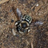 Carder-bee-Megachilidae-Stelis