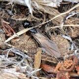 Carpenter-ant-Formicidae-Camponotus