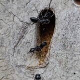 Carpenter-ants-Formicidae-Camponotus