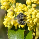 Digger-bee-Apidae