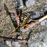 European-Paper-Wasp