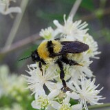 Golden-Northern-Bumble-Bee-Bombus-fervidus-1