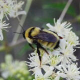 Golden-Northern-Bumble-Bee-Bombus-fervidus-2