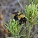 Golden-Northern-Bumble-Bee-Bombus-fervidus-3