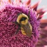 Golden-Northern-Bumble-Bee-Bombus-fervidus-4