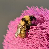Golden-Northern-Bumble-Bee-Bombus-fervidus-5