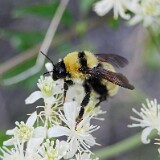 Golden-Northern-Bumble-Bee-Bombus-fervidus