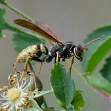 Golden-Paper-Wasp-Polistes-aurifer-1