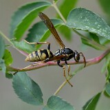Golden-Paper-Wasp-Polistes-aurifer