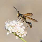 Grass-carrying-wasp-Isodontia-elegans-2