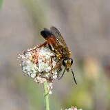 Great-golden-digger-wasp-1