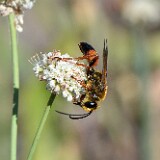 Great-golden-digger-wasp-2