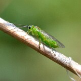 Green-sawfly-Tenthredinidae