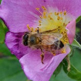 Honey-bee-Apis-mellifera-1