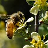 Honey-bee-Apis-mellifera