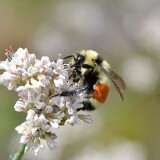 Hunt's-Bumble-Bee-Bombus-huntii-female-1