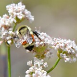 Hunt's-Bumble-Bee-Bombus-huntii-female-2
