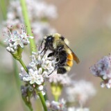 Hunt's-Bumble-Bee-Bombus-huntii-female-3