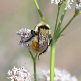 Hunt's-Bumble-Bee-Bombus-huntii-female-3a