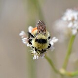 Hunt's-Bumble-Bee-Bombus-huntii-female-4