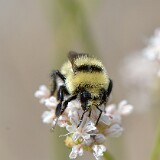 Hunt's-Bumble-Bee-Bombus-huntii-female-5