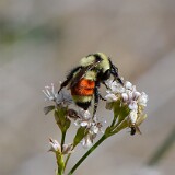 Hunt's-Bumble-Bee-Bombus-huntii-female
