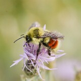 Hunt's-Bumble-Bee-Bombus-huntii-male-2