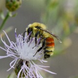 Hunt's-Bumble-Bee-Bombus-huntii-male